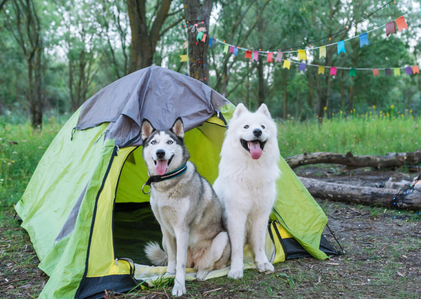 Semestra med hunden