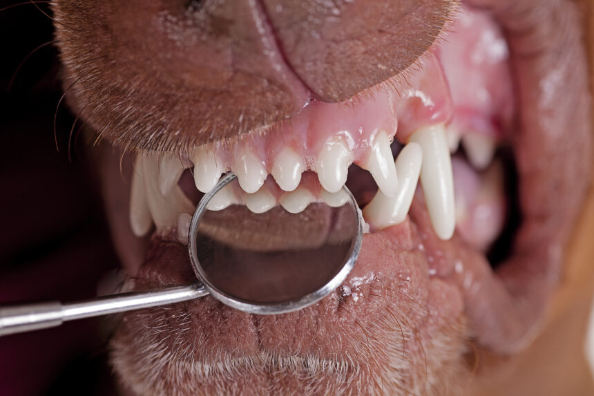 Svenska hundars tandvård kartlagd