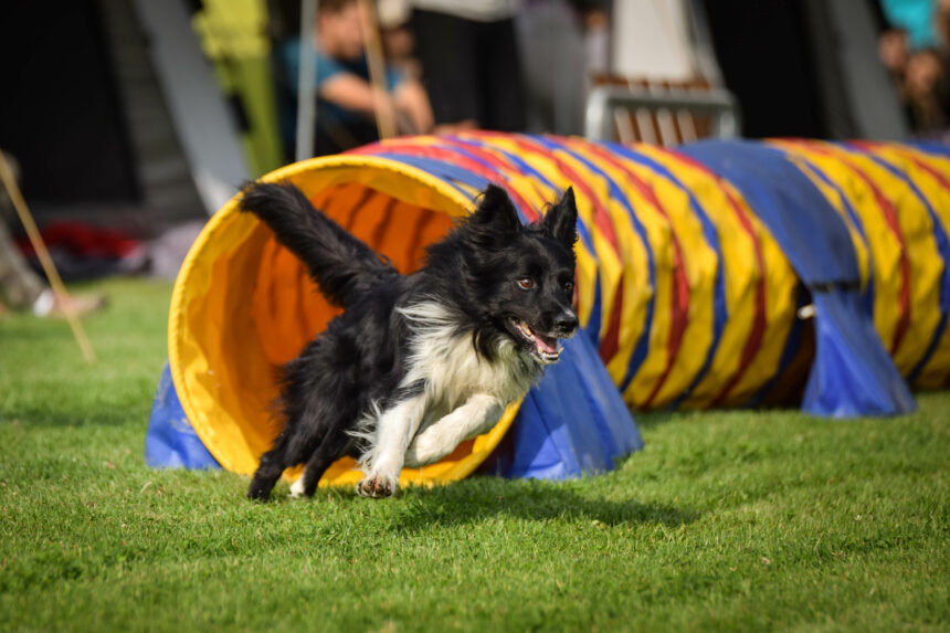 Agility-SM – folkfest online