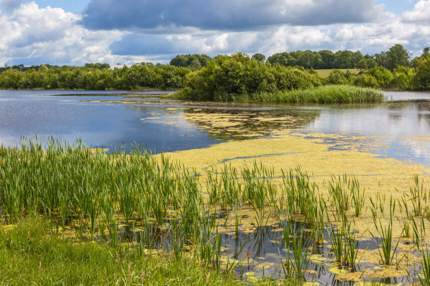 Algblomning – farligt för hunden