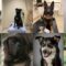 Nominerade hjältehundar till Årets Blodgivarhund