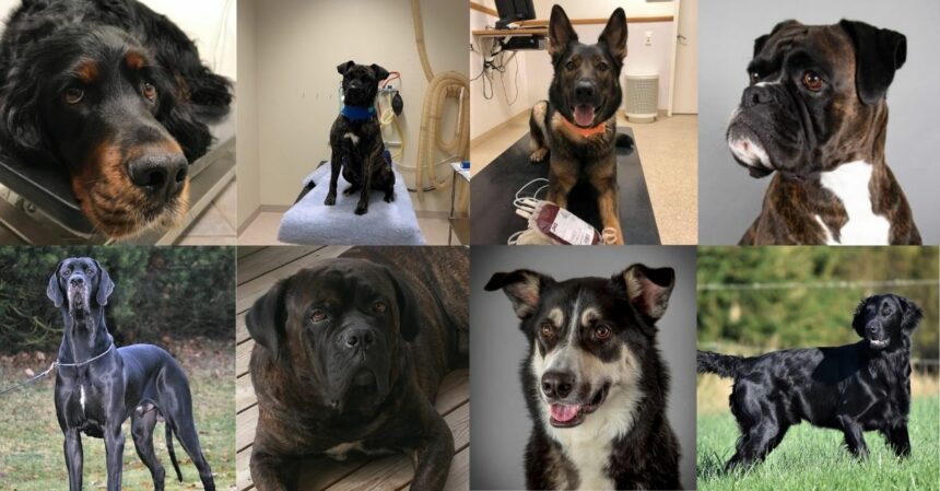 Nominerade hjältehundar till Årets Blodgivarhund