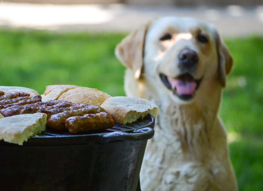 Bjud inte hunden på grillfesten