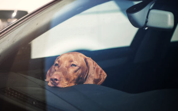 Lämna inte hunden i bilen