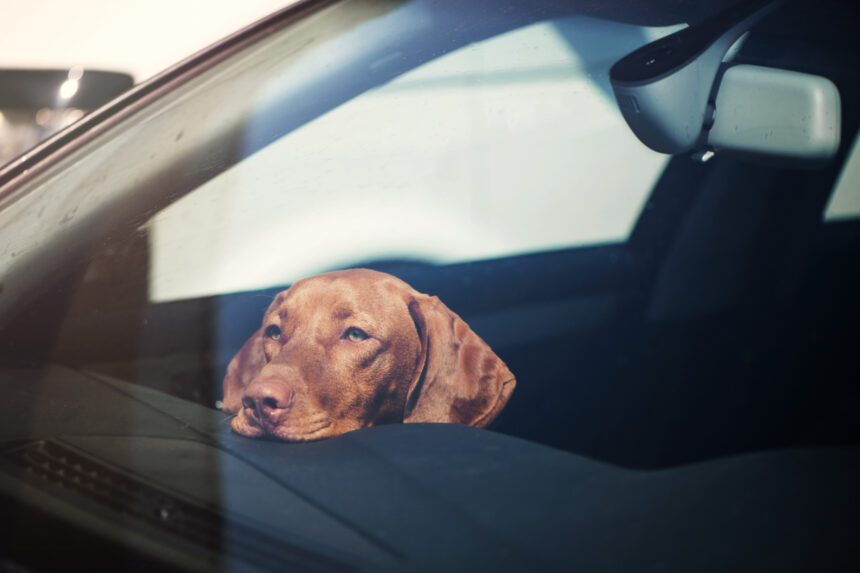 Lämna inte hunden i bilen