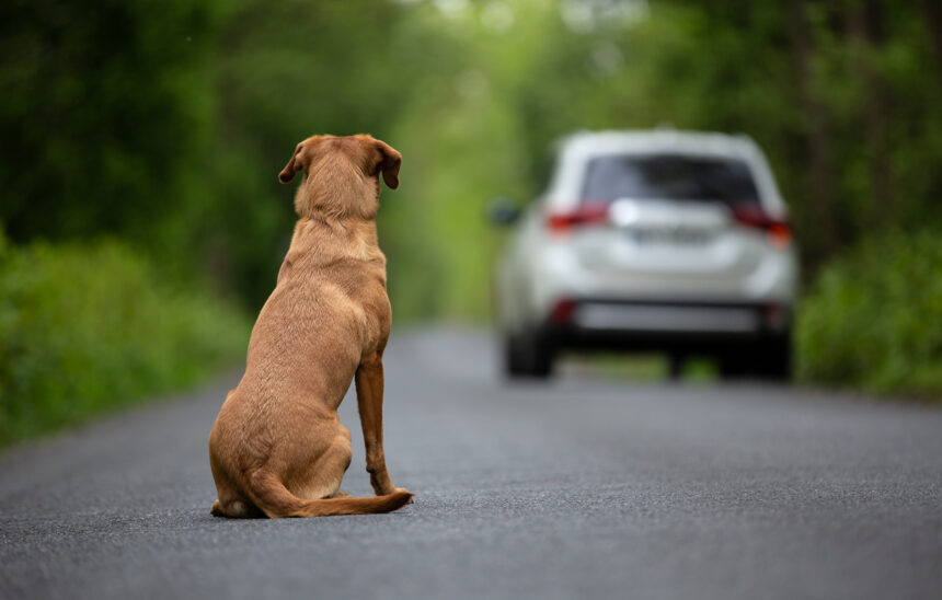 Allt fler vill omplacera sin hund