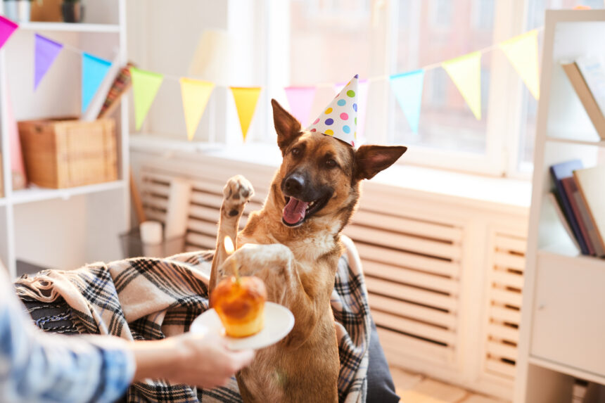 7 av 10 svenskar firar hunden