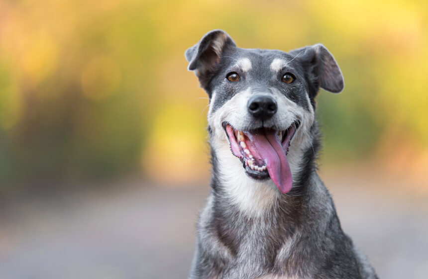 Hjälp hemlösa hundar genom Agria Hundpromenad