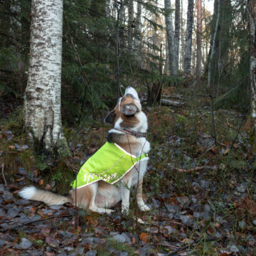 Så syns hunden i mörkret