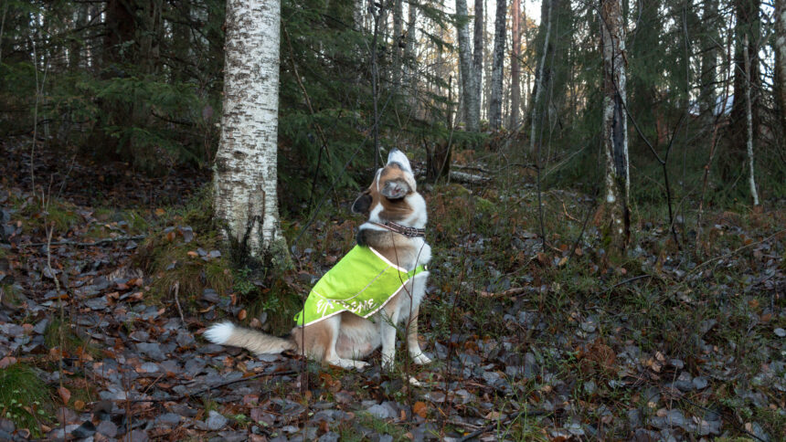 Så syns hunden i mörkret