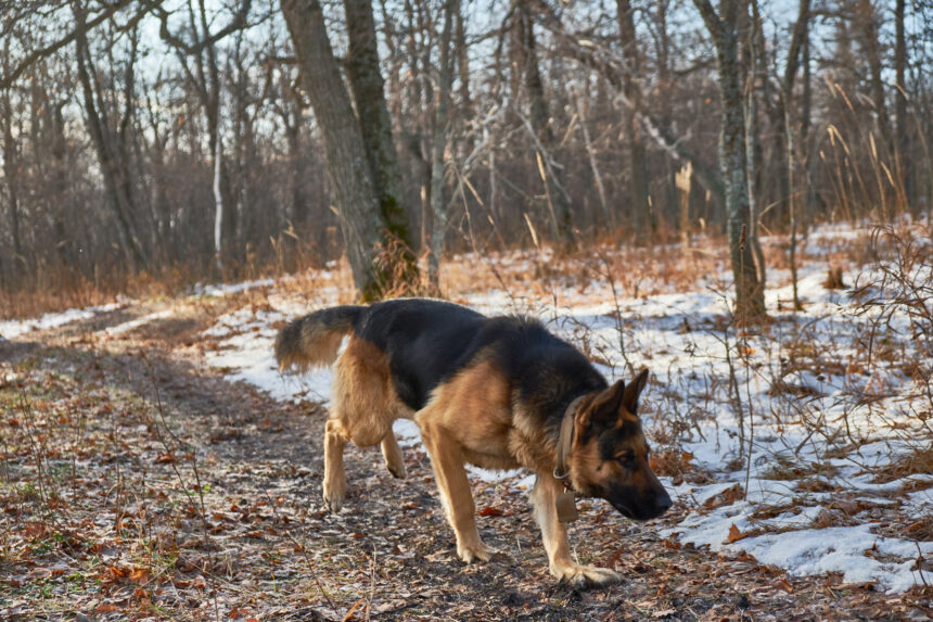 Hundar ska söka efter försvunna i Fyrbodal