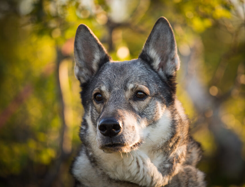 Räddade hund från klippavsats