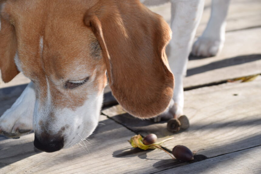 8 höstfaror för hunden