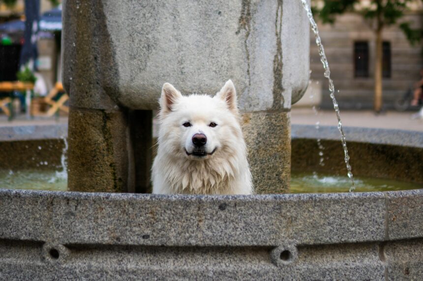 7 städer att besöka med din hund