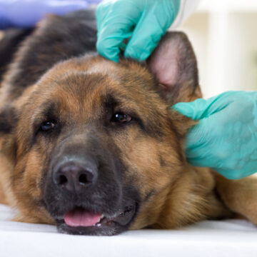 8 saker att tänka på inför veterinärbesök