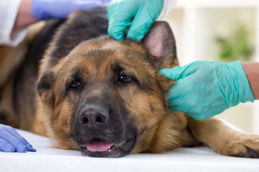 8 saker att tänka på inför veterinärbesök