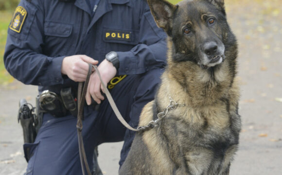 Möt Äxit – Årets polishund