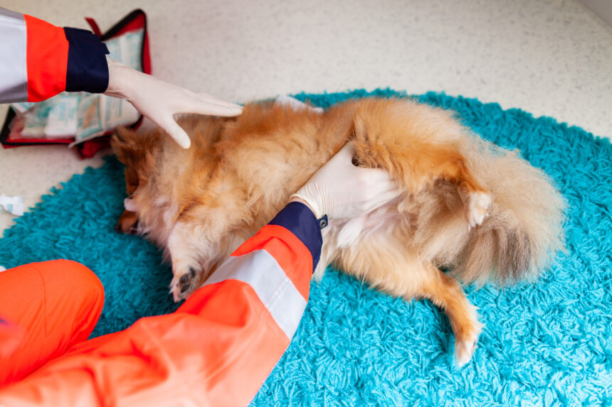 Få hundägare kan göra hjärt-och lungräddning