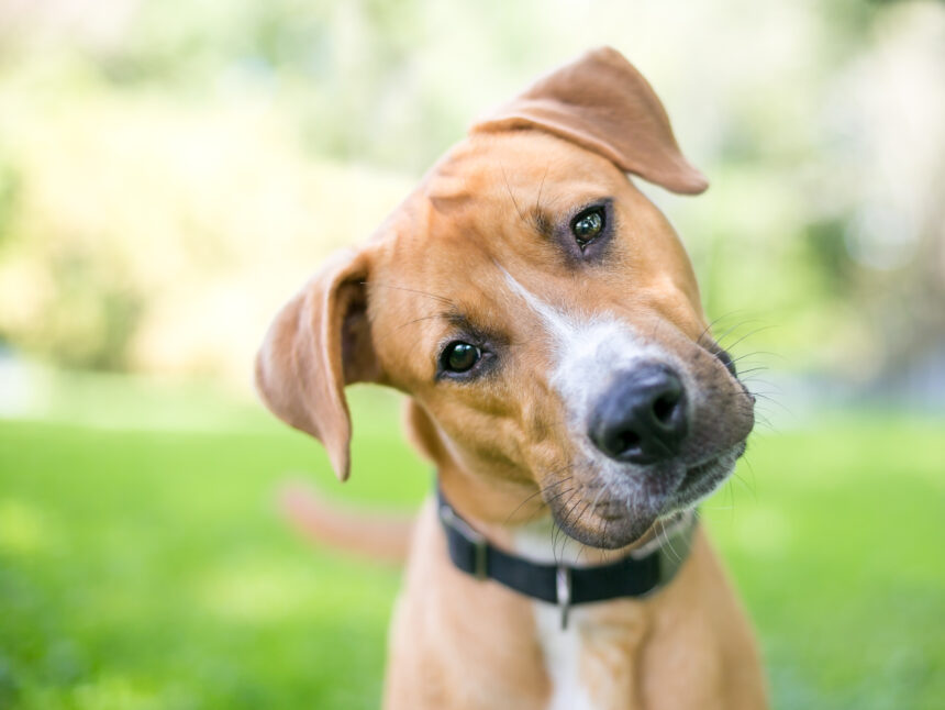 Därför lägger hunden huvudet på sned