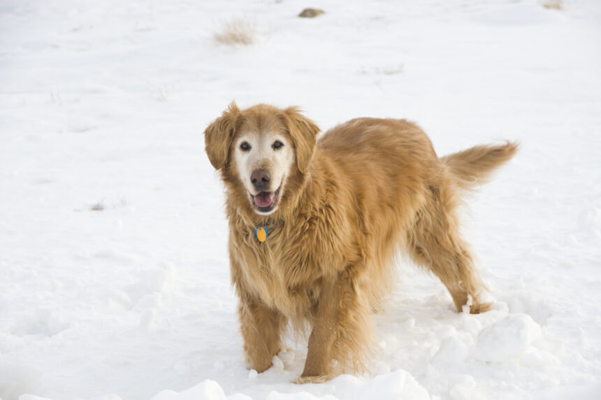 Så lever din hund längre