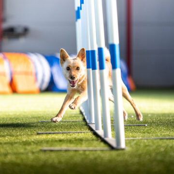 Gotland får sin första hundhall