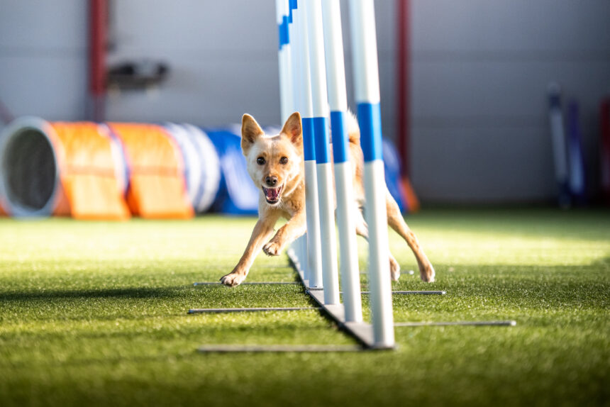 Gotland får sin första hundhall