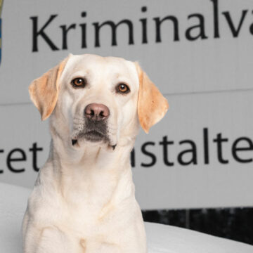 Grattis Joy – Årets sociala tjänstehund