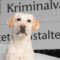 Grattis Joy – Årets sociala tjänstehund