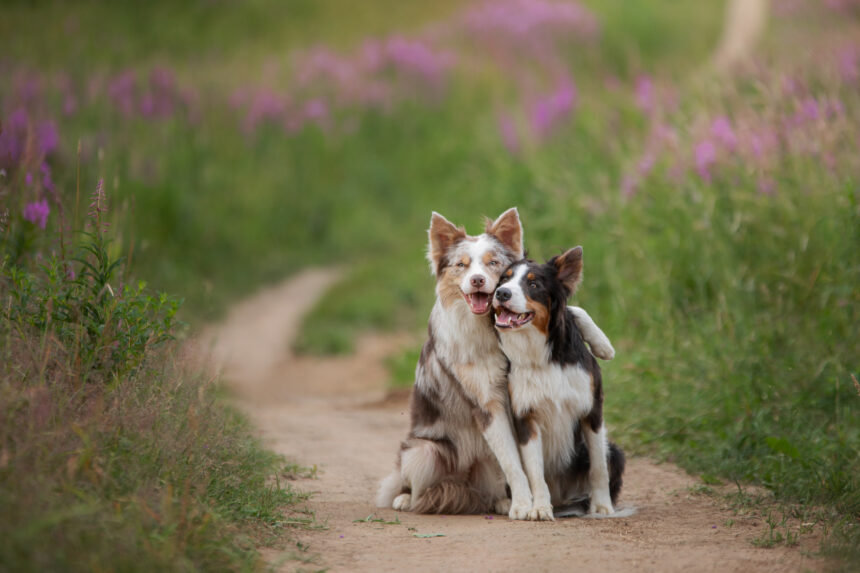 Hundforskningen får miljoner