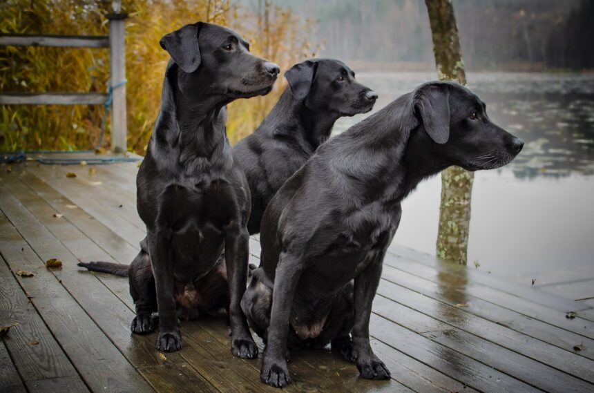 Molly, Bella och Charlie ohotad topptrio