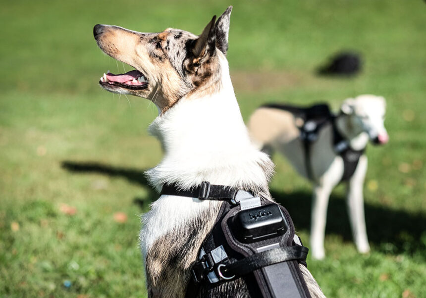 Självladdande spårsändare för hund