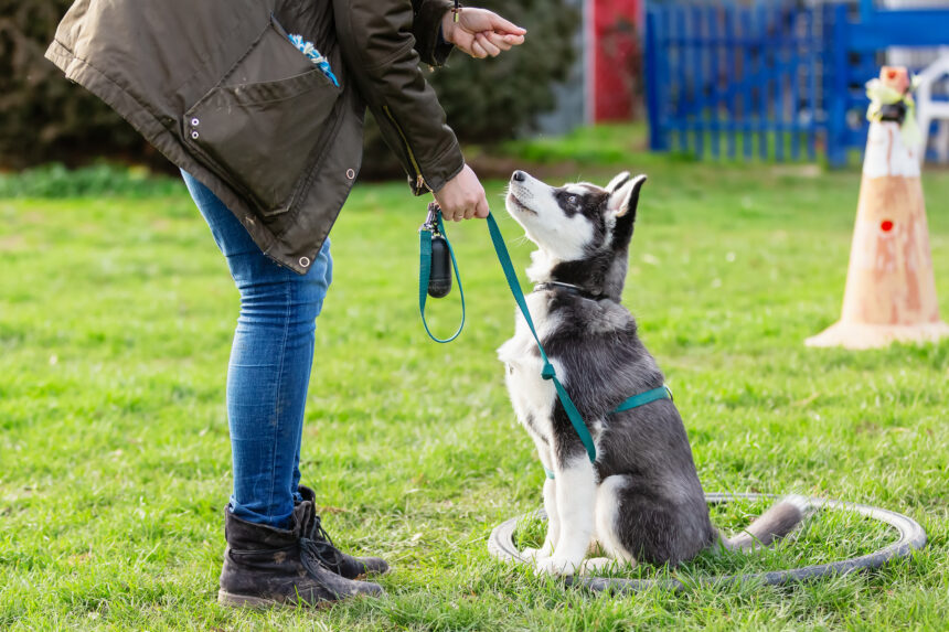 Sök Svedeas Hundstipendium