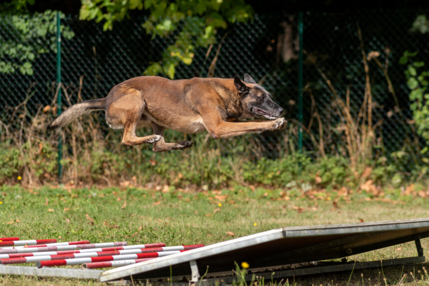 Hundfest i Leksand