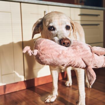 Sökes – världens smartaste hund