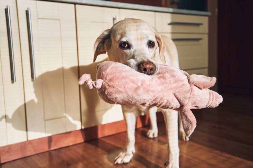 Sökes – världens smartaste hund