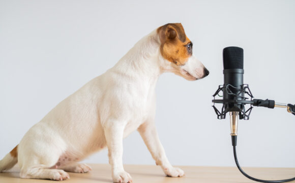 Svenska Brukshundklubben startar podcast