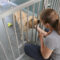 Ukrainaflyktingars hundar isoleras av smittskyddsskäl