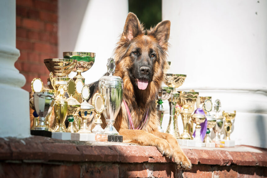 Svensk European Dog Show 2026