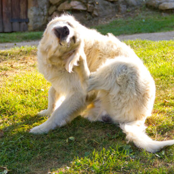 Är din hund allergisk mot pollen?