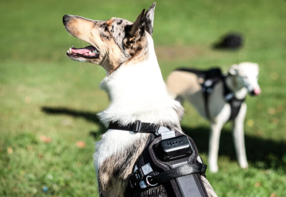 Spåra hund – självladdande GPS-tracker