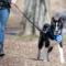 Nästan 10 000 hundar promenerade för Hundstallet