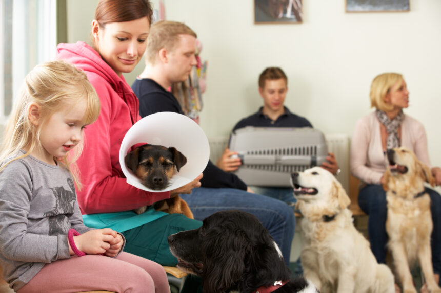 Akut brist på veterinärer i sommar