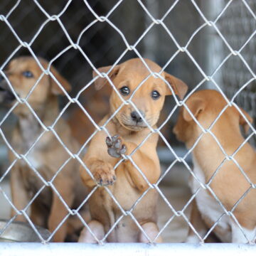 Så undviker du att köpa smuggelhund