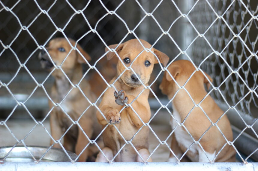 Så undviker du att köpa smuggelhund