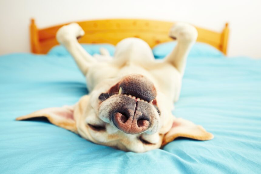 Sovstilen avslöjar hur hunden mår