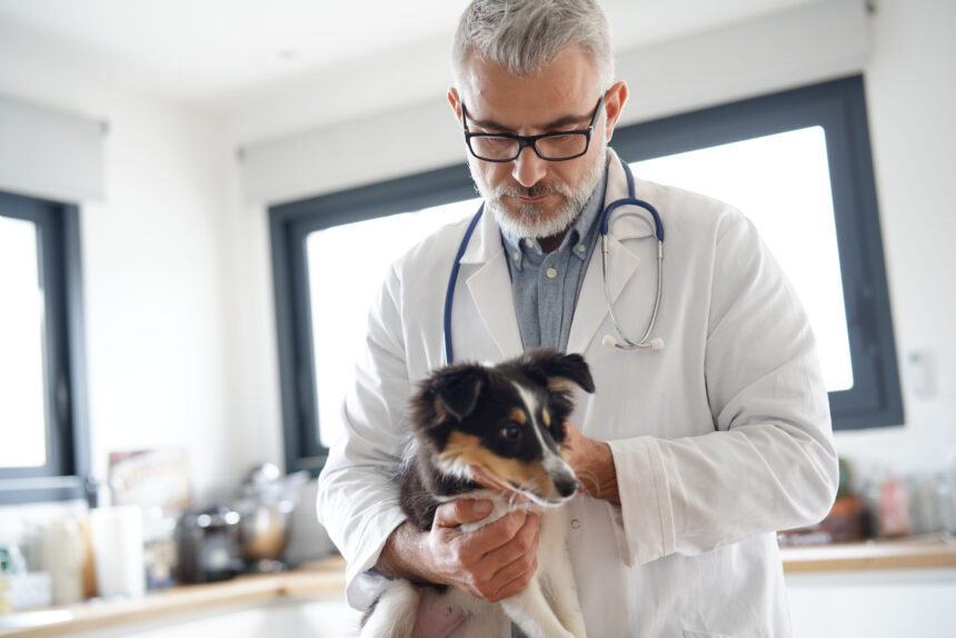 Fler onödiga veterinärbesök