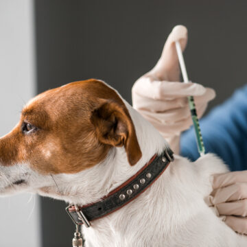 Stor brist på hundvaccin