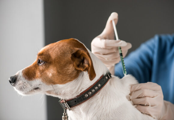 Stor brist på hundvaccin