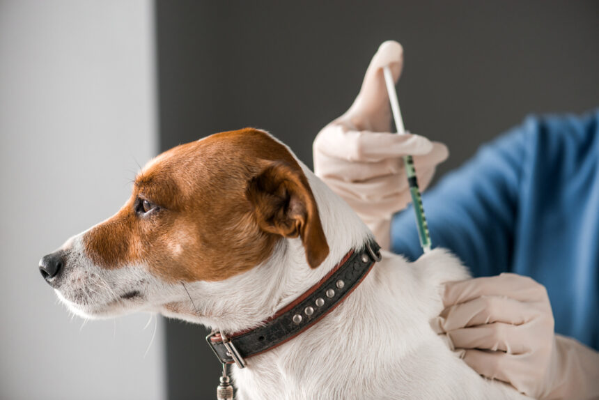 Stor brist på hundvaccin