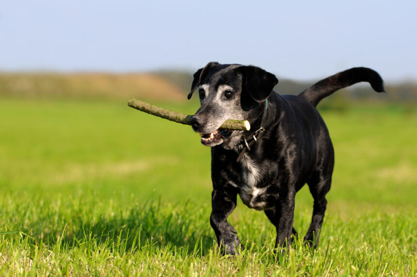 Ny forskning för hundar med artros